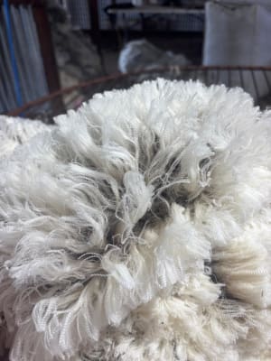 1800 SIL MPM Merino Ewes Joined to White Suffolk & Ultra White, Albany region WA - Agora Livestock listing OKVINLG
