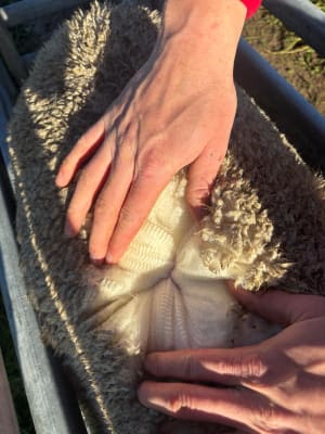 2YO Kolindale Merino Ewes, Vendor Bred & OJD Vaccinated, Albany region WA - Agora Livestock listing DVOIM56