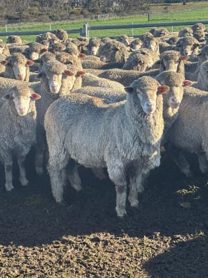 2YO Kolindale Merino Ewes, Vendor Bred & OJD Vaccinated, Albany region WA - Agora Livestock listing DVOIM56