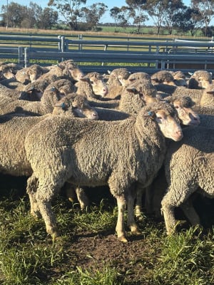 2YO Kolindale Merino Ewes, Vendor Bred & OJD Vaccinated, Albany region WA - Agora Livestock listing DVOIM56