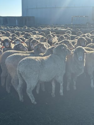 2YO Kolindale Merino Ewes, Vendor Bred & OJD Vaccinated, Albany region WA - Agora Livestock listing DVOIM56