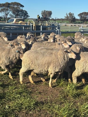 2YO Kolindale Merino Ewes, Vendor Bred & OJD Vaccinated, Albany region WA - Agora Livestock listing DVOIM56