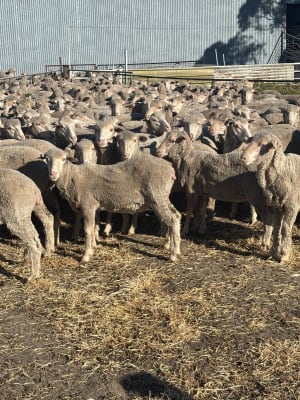 Purebred Merino Hogget Ewes, Medium Frame, Brookham Blood, Albany region WA - Agora Livestock listing QVPILLO