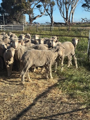 Purebred Merino Hogget Ewes, Medium Frame, Brookham Blood, Albany region WA - Agora Livestock listing QVPILLO