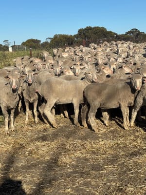 Purebred Merino Hogget Ewes, Medium Frame, Brookham Blood, Albany region WA - Agora Livestock listing QVPILLO