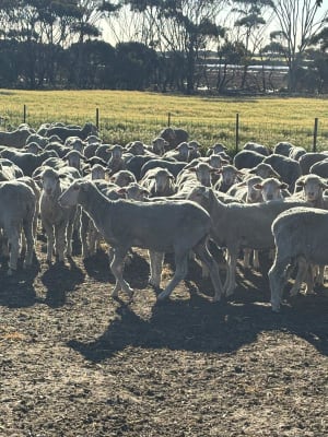 Purebred Merino Hogget Ewes, Medium Frame, Brookham Blood, Albany region WA - Agora Livestock listing QVPILLO