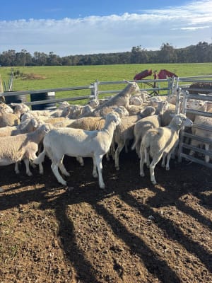 Purebred Sheepmaster Ewe Lambs, Ready to Join by Xmas, Albany region WA - Agora Livestock listing WWPIV7Z
