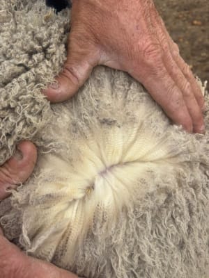 Genuine Dispersal Large-Frame Merino Ewe Lambs, Albany region WA - Agora Livestock listing GDMILNV