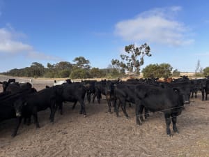 Weaner Heifers 350-420kg, Angus & Murray Grey Cross, Esperance WA - Agora Livestock listing K2PCVOM