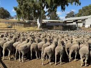 474 Purebred 4.5YO Merino Ewes, 19 Micron, Narrogin WA - Agora Livestock listing LKPI3G