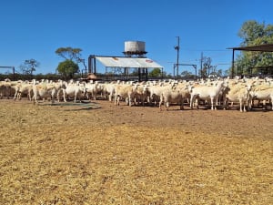 Purebred Aussie White Ewes, PTE, Scanned Empty, Blackall QLD - Agora Livestock listing GDMI5N
