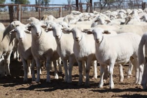 Purebred Aussie White Ewes, PTE, Scanned Empty, Blackall QLD - Agora Livestock listing GDMI5N