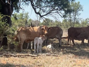 200 Large Frame Crossbred Cows & Calves, Tambo QLD - Agora Livestock listing PZPIQK7