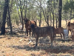 200 Large Frame Crossbred Cows & Calves, Tambo QLD - Agora Livestock listing PZPIQK7