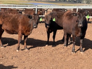 Purebred Wagyu Heifers PTIC, Breeding Ready, Blackall QLD - Agora Livestock listing 2YXIRV