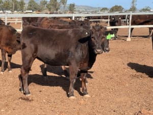 Purebred Wagyu Heifers PTIC, Breeding Ready, Blackall QLD - Agora Livestock listing 2YXIRV