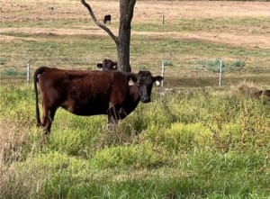 Registered Fullblood Wagyu Cows PTIC, Breeding Lines, Blackall QLD - Agora Livestock listing 2YXI4V