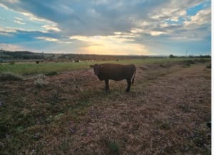Registered Fullblood Wagyu Cows PTIC, Breeding Lines, Blackall QLD - Agora Livestock listing 2YXI4V