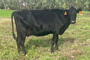 Complete Dairy Dispersal — 160 Calving Crossbred Cows, Irrewarra VIC - Agora Livestock listing 3QOIO6R