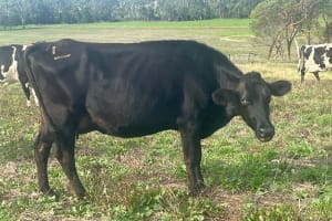 Complete Dairy Dispersal — 160 Calving Crossbred Cows, Irrewarra VIC - Agora Livestock listing 3QOIO6R