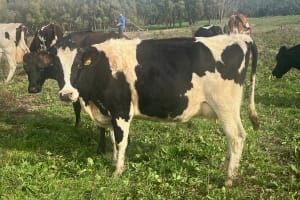 Complete Dairy Dispersal — 160 Calving Crossbred Cows, Irrewarra VIC - Agora Livestock listing 3QOIO6R