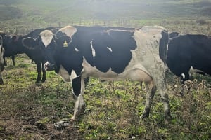 Complete Dairy Dispersal — 160 Calving Crossbred Cows, Irrewarra VIC - Agora Livestock listing 3QOIO6R
