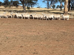 Purebred Ultra White Ewes PTIL, Scanned in Lamb, Nippering WA - Agora Livestock listing PZPIQV4