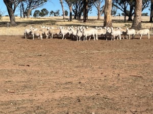 Purebred Ultra White Ewes PTIL, Scanned in Lamb, Nippering WA - Agora Livestock listing PZPIQV4