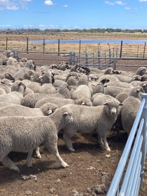 788 Crossbred Lambs, ~38kg, Suffolk/Poll Dorset x Merino, Eneabba WA - Agora Livestock listing 01KAVK