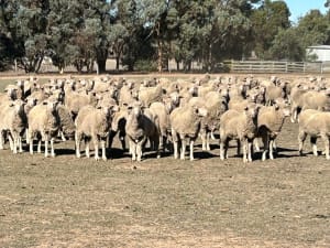 620 Boorooga Merino Ewe Lambs, White Tags 2025, Katanning WA - Agora Livestock listing R2PC7QK