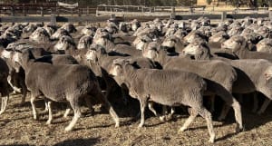 4.5YO Woodyarrup Blood Merino Ewes, 17.5 Micron, Kojonup WA - Agora Livestock listing QVPIKLM