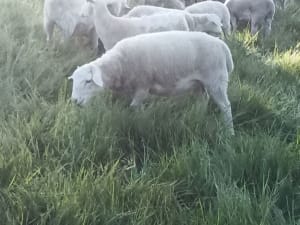 Ultrawhite Cross Store Lambs, 30kg+, Vendor Bred, Winnejup WA - Agora Livestock listing MKPIQO