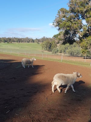 Wiltshire/Dorper Mixed Lot — 29 Ewes, Lambs & Rams, Hester Brook WA - Agora Livestock listing GDMIL0
