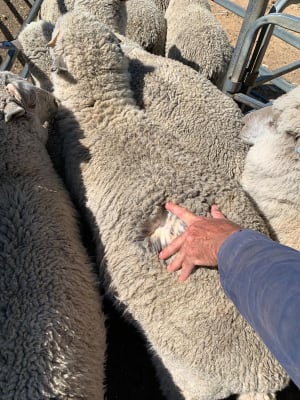Purebred Merino Wether Lambs, Mulesed & Forward Store, Wedgecarrup WA - Agora Livestock listing MKPIEG