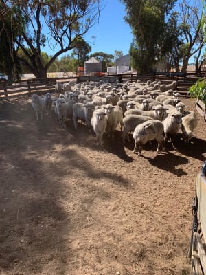 Purebred Merino Wether Lambs, Mulesed & Forward Store, Wedgecarrup WA - Agora Livestock listing MKPIEG