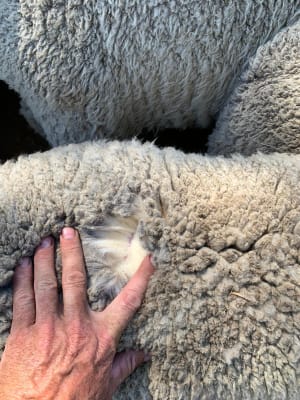Purebred Merino Wether Lambs, Mulesed & Forward Store, Wedgecarrup WA - Agora Livestock listing MKPIEG