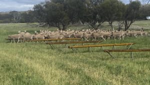 42 Well-Presented Poll Merino Wether Lambs, Ravensthorpe WA - Agora Livestock listing NDPI7Y