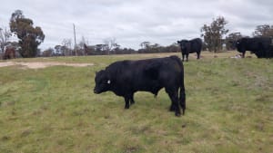 Proven Black Simmental Breeding Bull, Cherry Tree Pool WA - Agora Livestock listing OKVIN7M