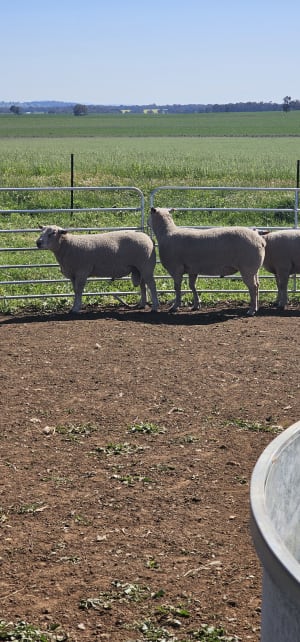 Charollais x White Suffolk Rams, Vendor Bred, 15 Months, Cowra NSW - Agora Livestock listing 4Z6IKZ