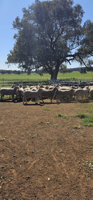 Charollais x White Suffolk Rams, Vendor Bred, 15 Months, Cowra NSW - Agora Livestock listing 4Z6IKZ