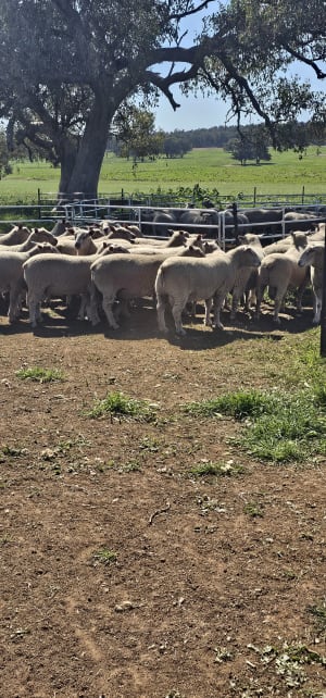 Charollais x White Suffolk Rams, Vendor Bred, 15 Months, Cowra NSW - Agora Livestock listing 4Z6IKZ