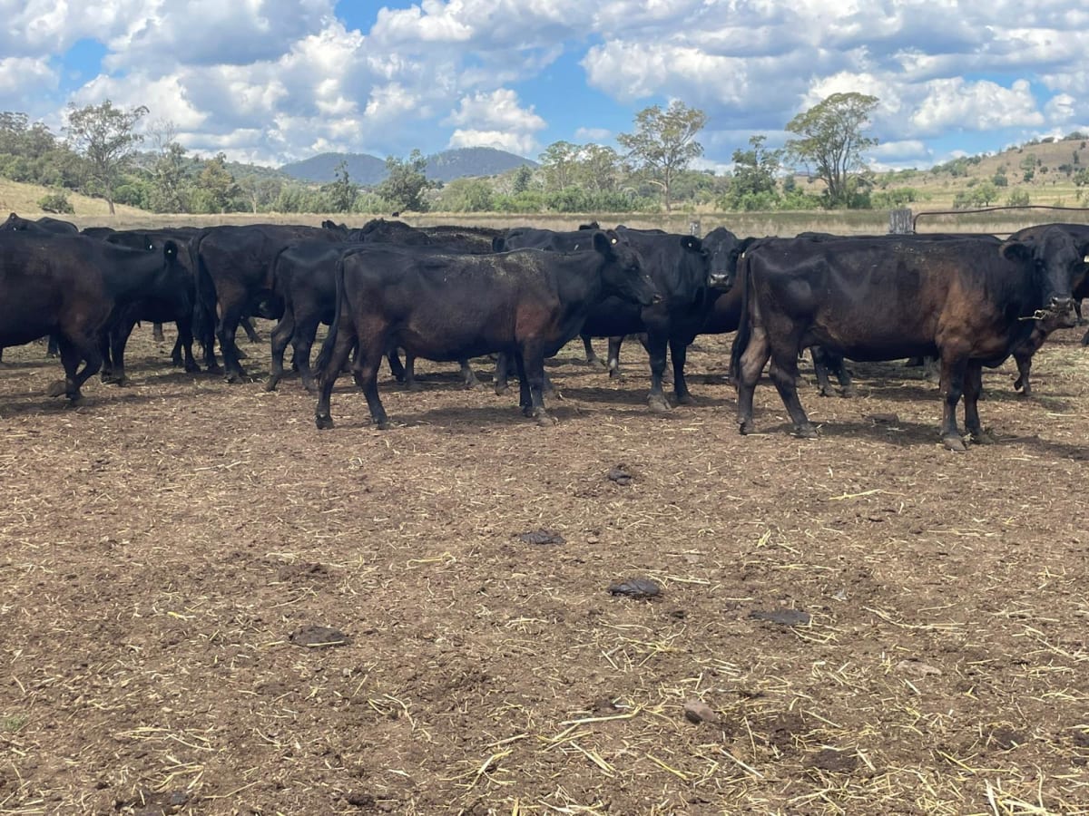 Quiet Bunya Creek Angus Cows & Calves, Tick-Free, Kingaroy QLD - Agora Livestock listing 1N0IO72