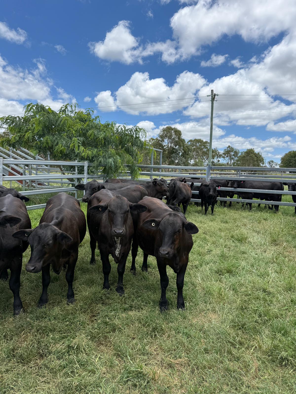 40 Quiet Vendor-Bred Angus X Heifers, Grass-Fed, Kingaroy QLD - Agora Livestock listing 7NLIDLX