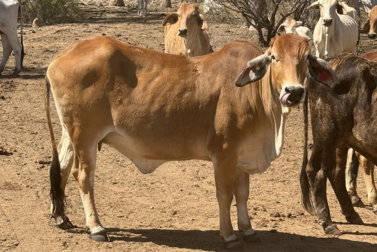 Breeder Herd Dispersal - 320 Cows plus Calves, Hughenden QLD - Agora Livestock listing ER6I542