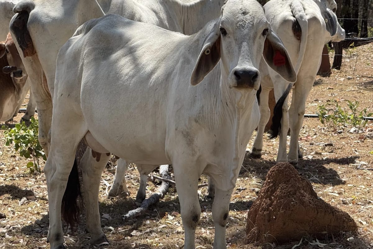 Breeder Herd Dispersal - 320 Cows plus Calves, Hughenden QLD - Agora Livestock listing ER6I542