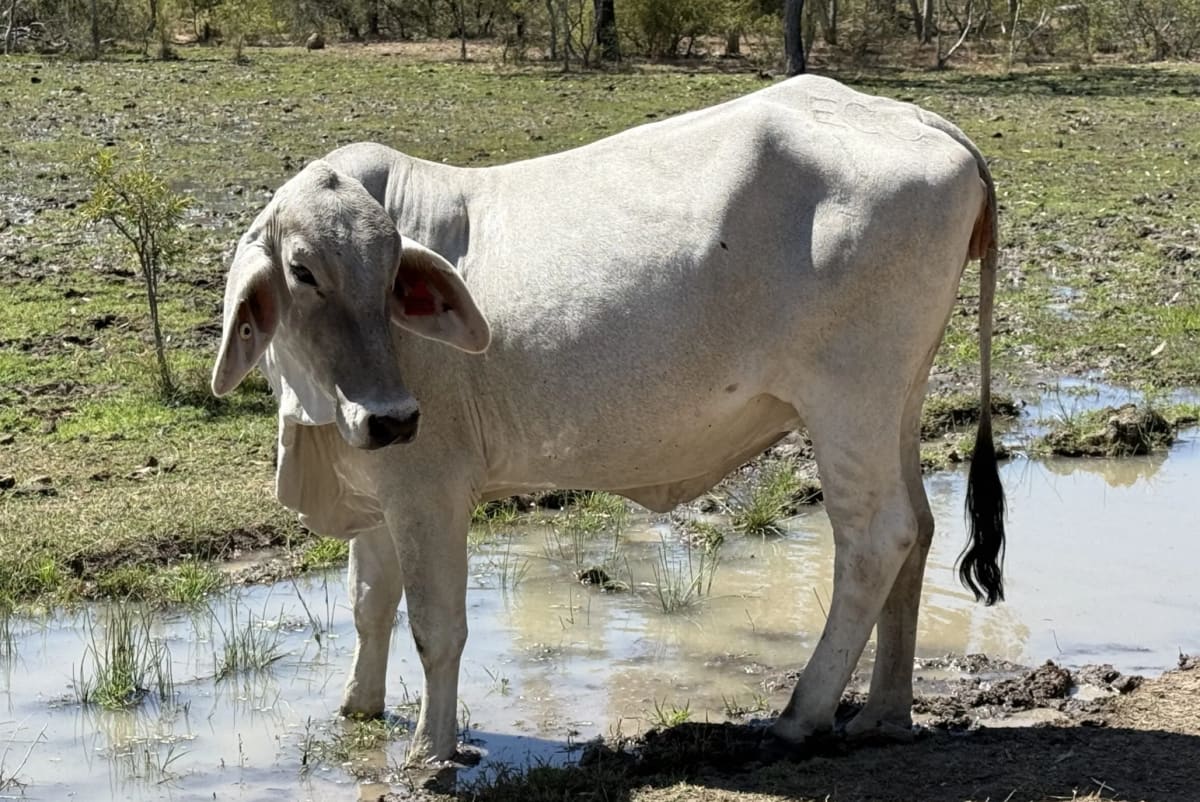 Breeder Herd Dispersal - 320 Cows plus Calves, Hughenden QLD - Agora Livestock listing ER6I542
