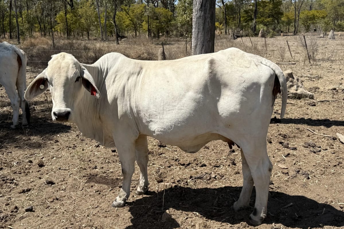Breeder Herd Dispersal - 320 Cows plus Calves, Hughenden QLD - Agora Livestock listing ER6I542