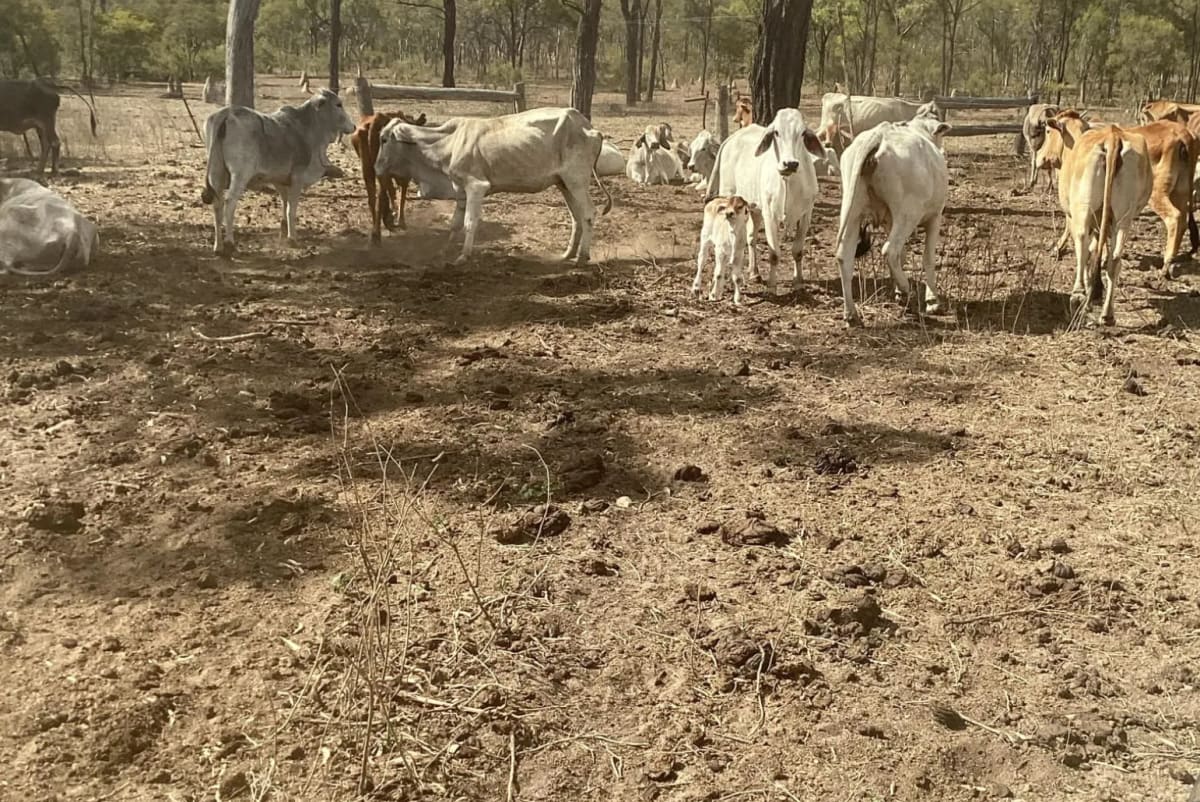 Breeder Herd Dispersal - 320 Cows plus Calves, Hughenden QLD - Agora Livestock listing ER6I542