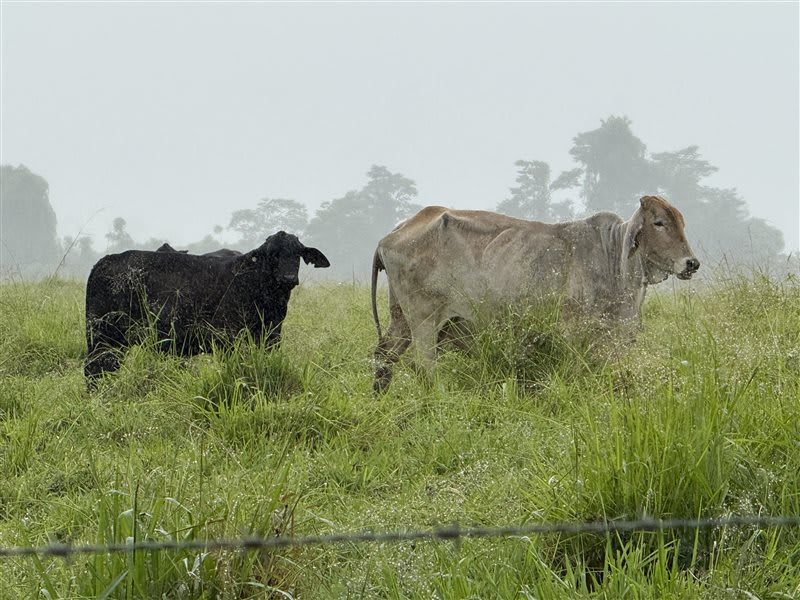 450 Well-Bred Brangus Brahman X Cows & Calves, Hughenden QLD - Agora Livestock listing R2PC2LQ