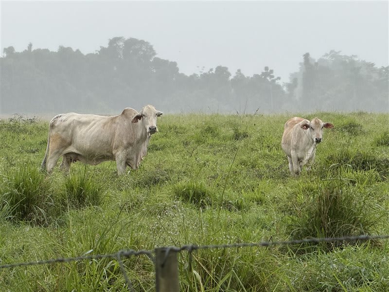 450 Well-Bred Brangus Brahman X Cows & Calves, Hughenden QLD - Agora Livestock listing R2PC2LQ